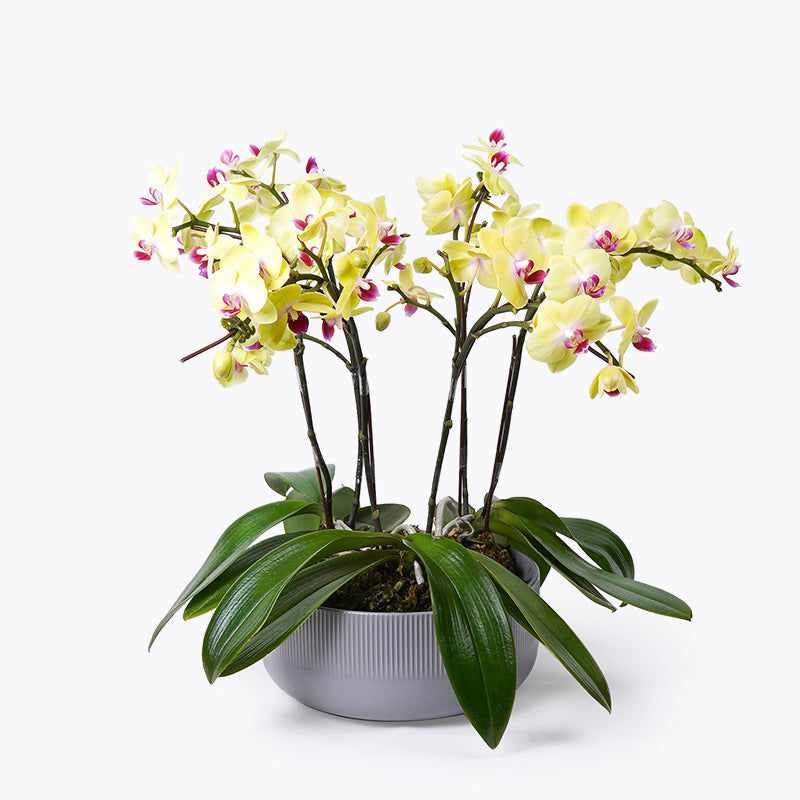 Sunbeam Mini Orchid